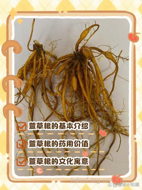 萱藻的功效与作用