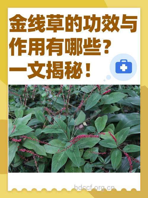 金线草的功效与作用