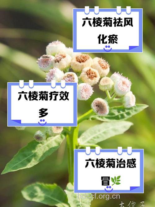 六棱菊的功效与作用