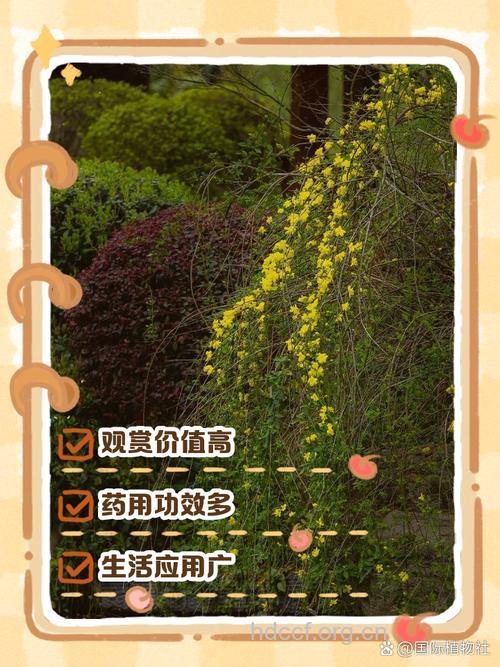 迎春花根的功效与作用