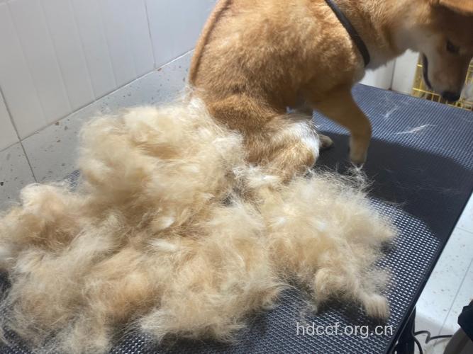 宠物狗脱毛，小主人脱发