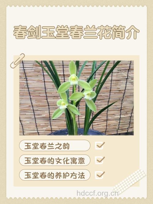 兰花的功效与作用