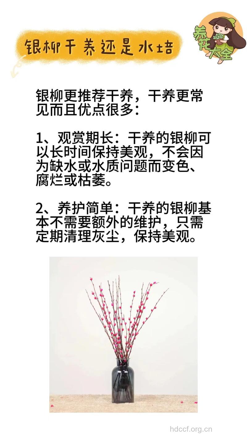 银叶柳的功效与作用