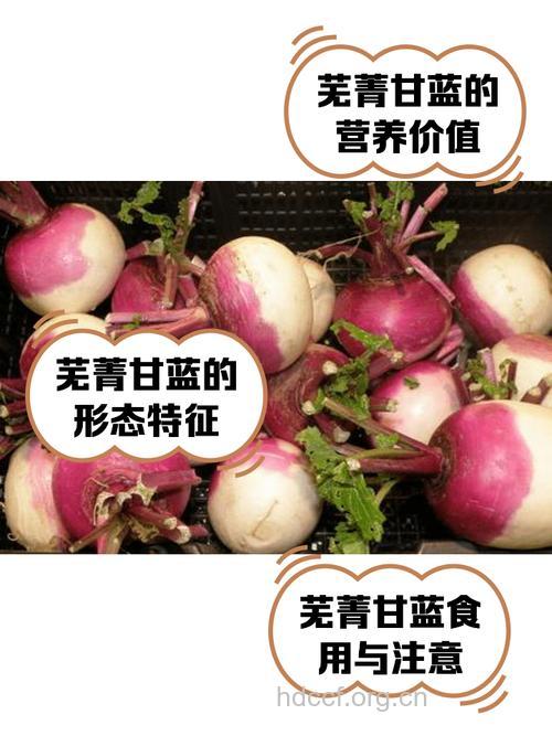 芜菁甘蓝子的功效与作用