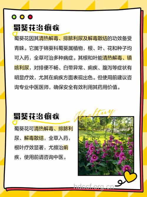 蜀葵花的功效与作用