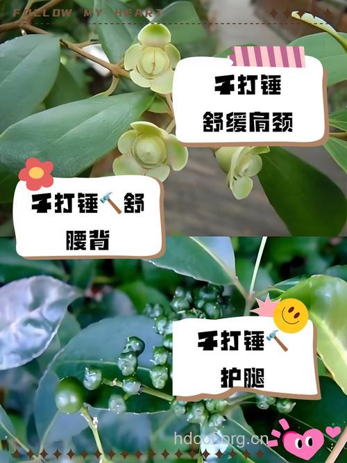 千打锤的功效与作用