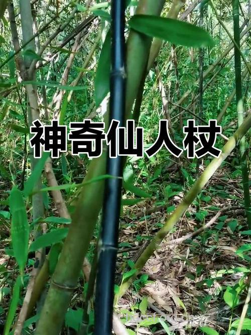仙人杖的功效与作用