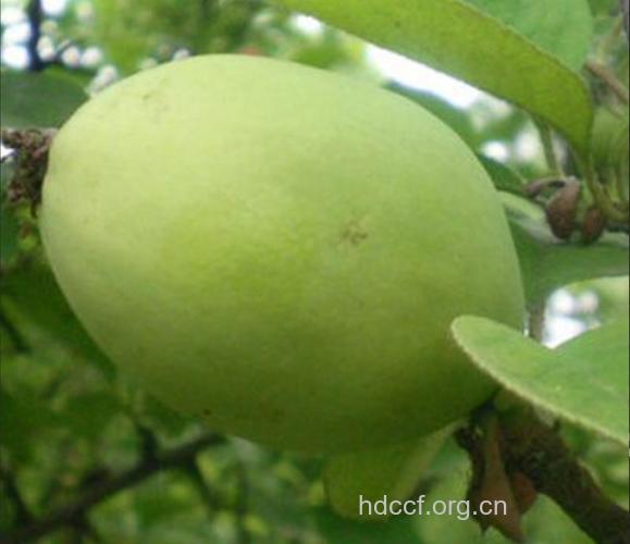 冥楂的功效与作用