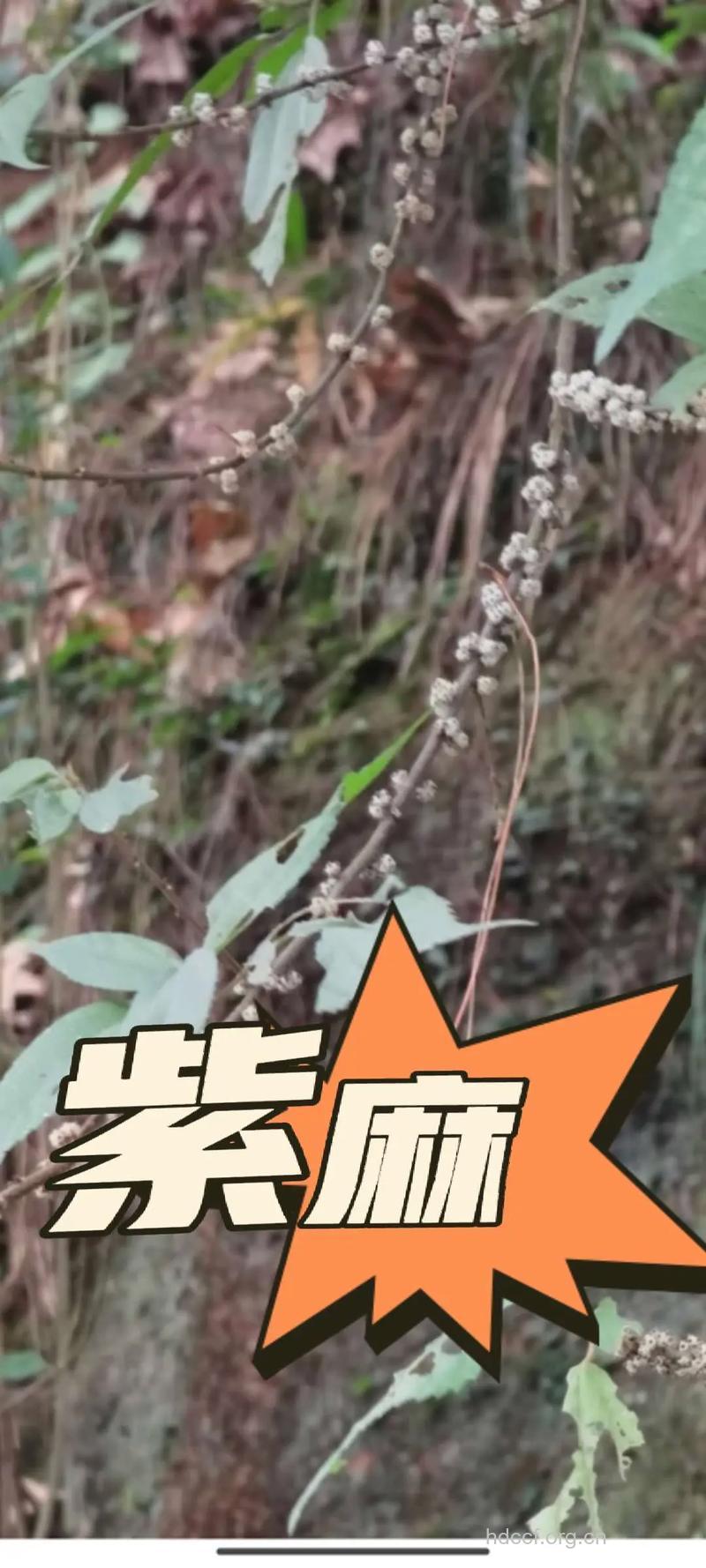 紫麻的功效与作用
