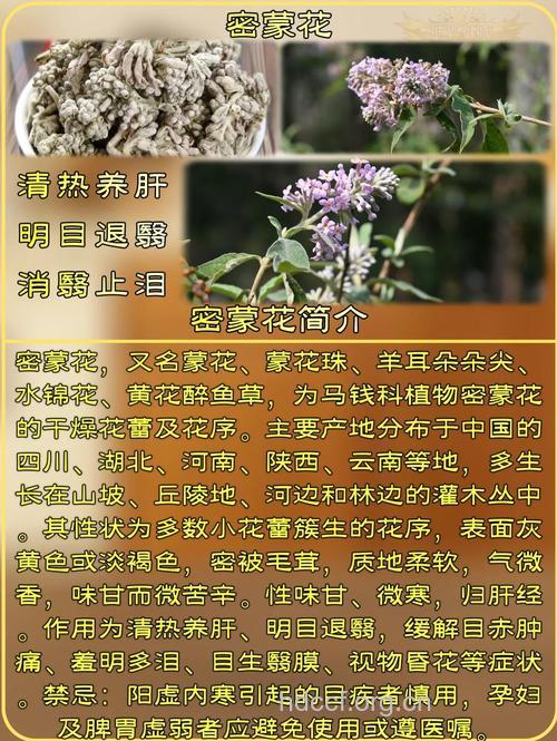 蒙疆苓菊的功效与作用