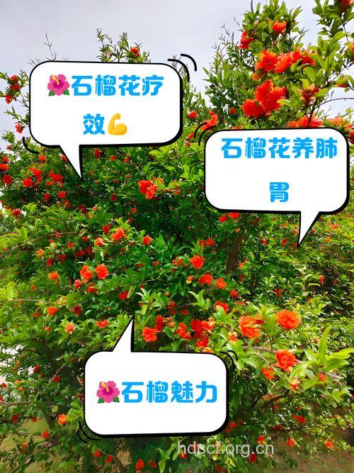 石榴花可治疗哪些疾病