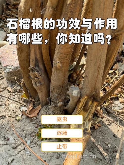 石榴根皮的功效与作用
