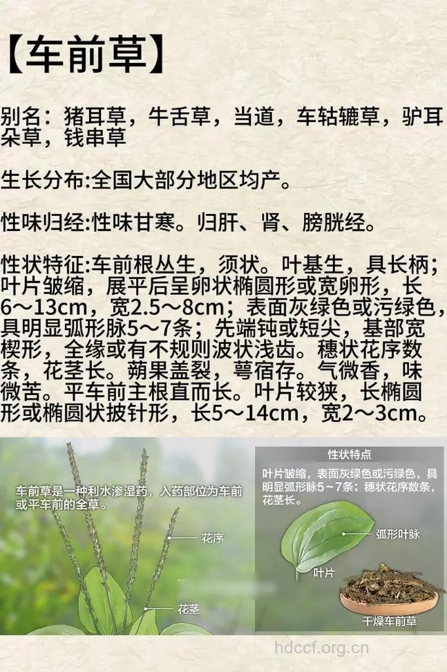 驴耳朵草的功效与作用