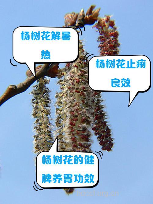 杨树花的功效与作用