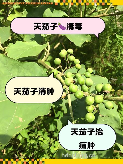 天茄子的功效与作用