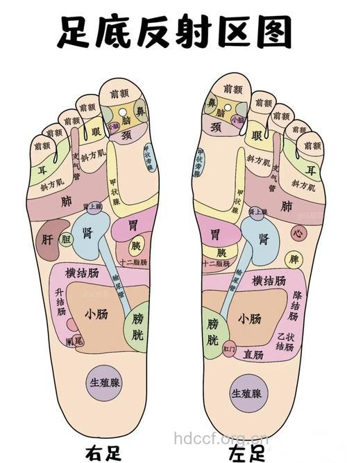 从脚指头看你的身体是否健康