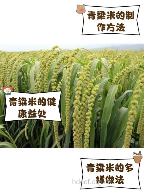 青粱米的功效与作用