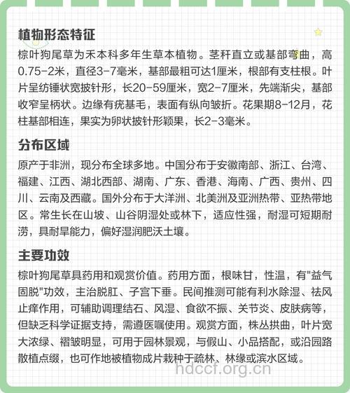 棕叶狗尾草的功效与作用