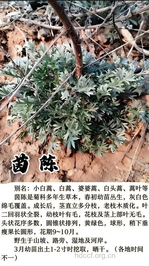 铃茵陈的功效与作用
