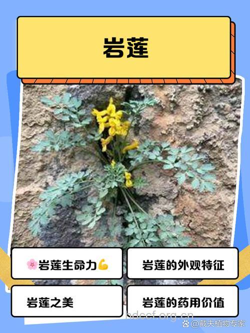 岩梭花的功效与作用