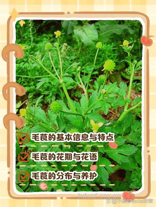 西南毛莨的功效与作用