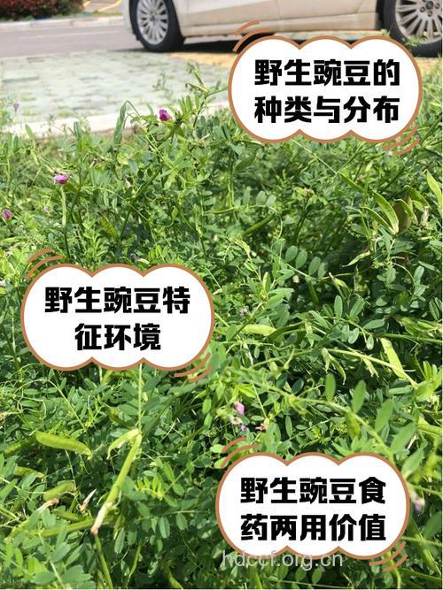 豌豆七根的功效与作用