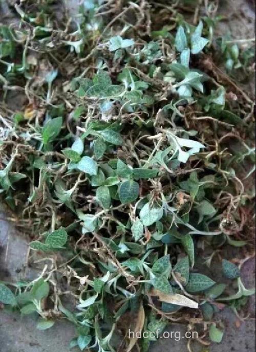 银扁担的功效与作用