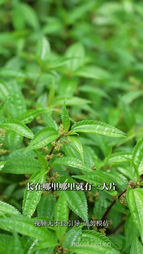 冷水丹的功效与作用