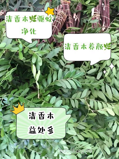丽江青木香的功效与作用
