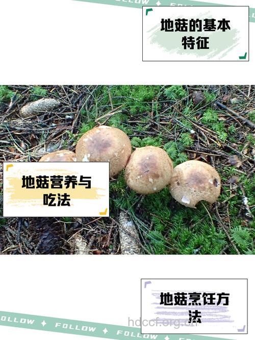 瘤孢地菇的功效与作用