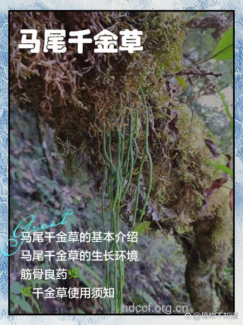 马尾千金草的功效与作用