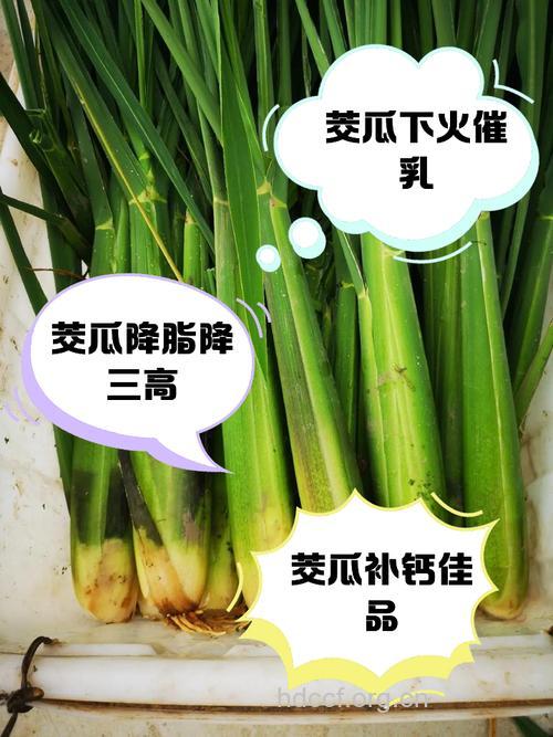 树茭瓜果的功效与作用