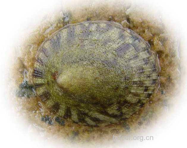 嫁（虫戚）的功效与作用