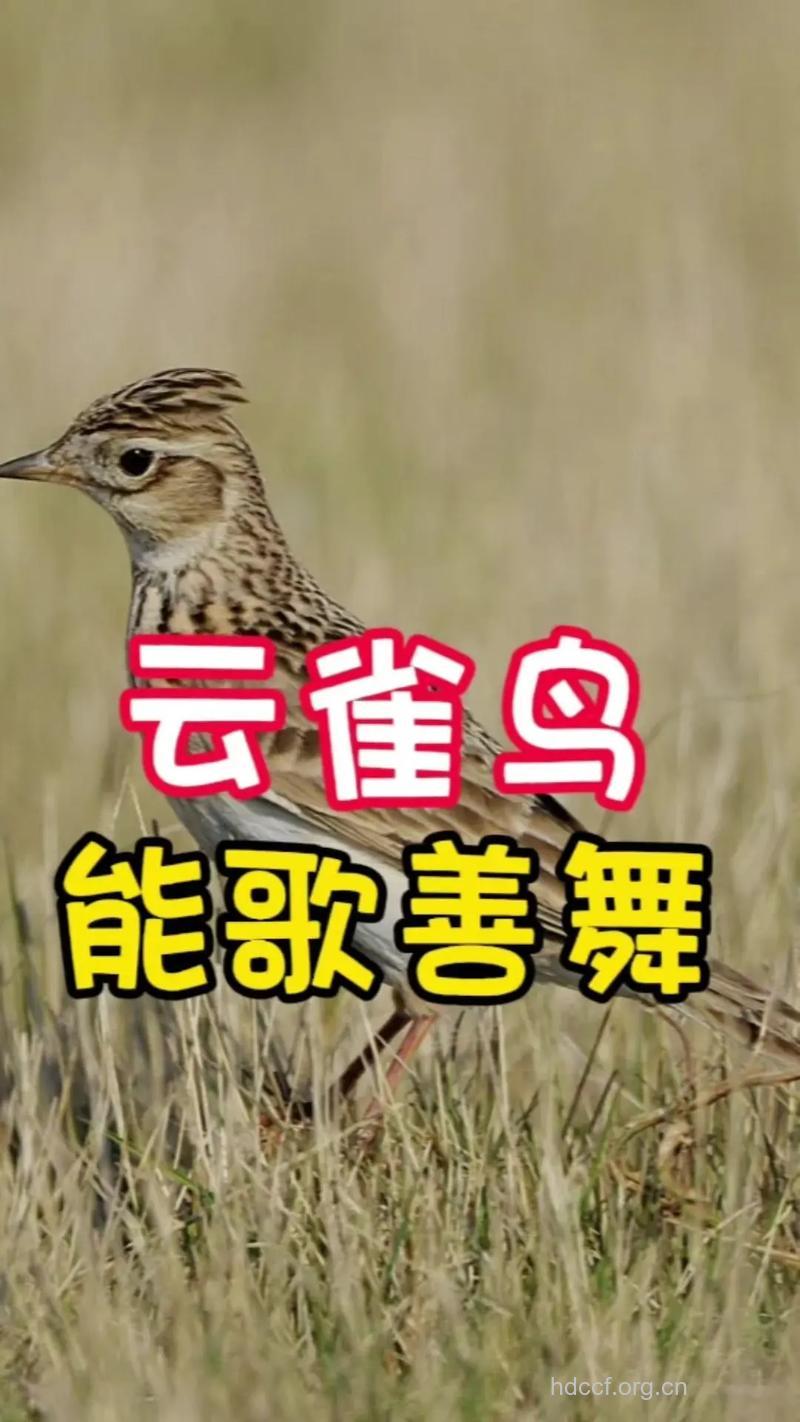 云雀的功效与作用
