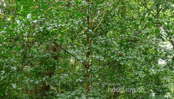 肉郎伞的功效与作用