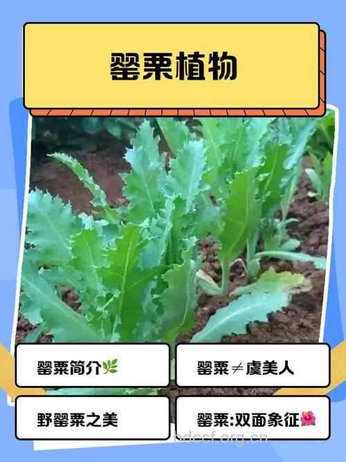 罂粟的功效与作用