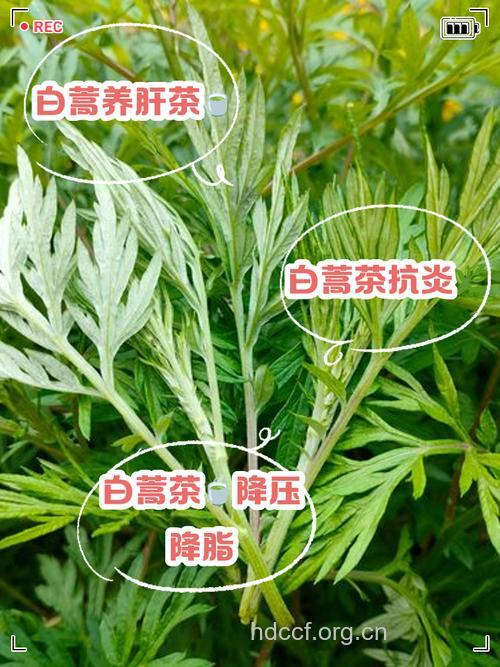 小白蒿的功效与作用