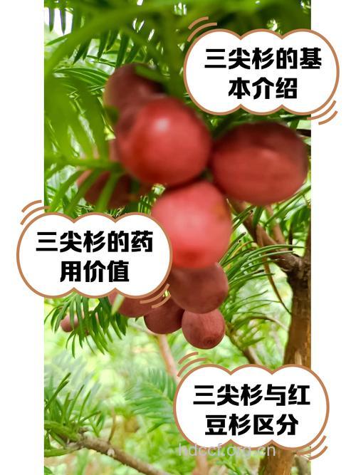 三尖杉根的功效与作用