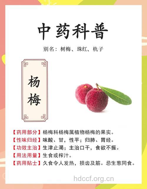 毛杨梅皮的功效与作用