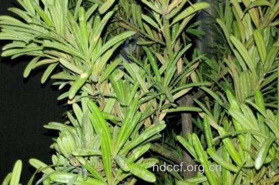 帽辫七的功效与作用