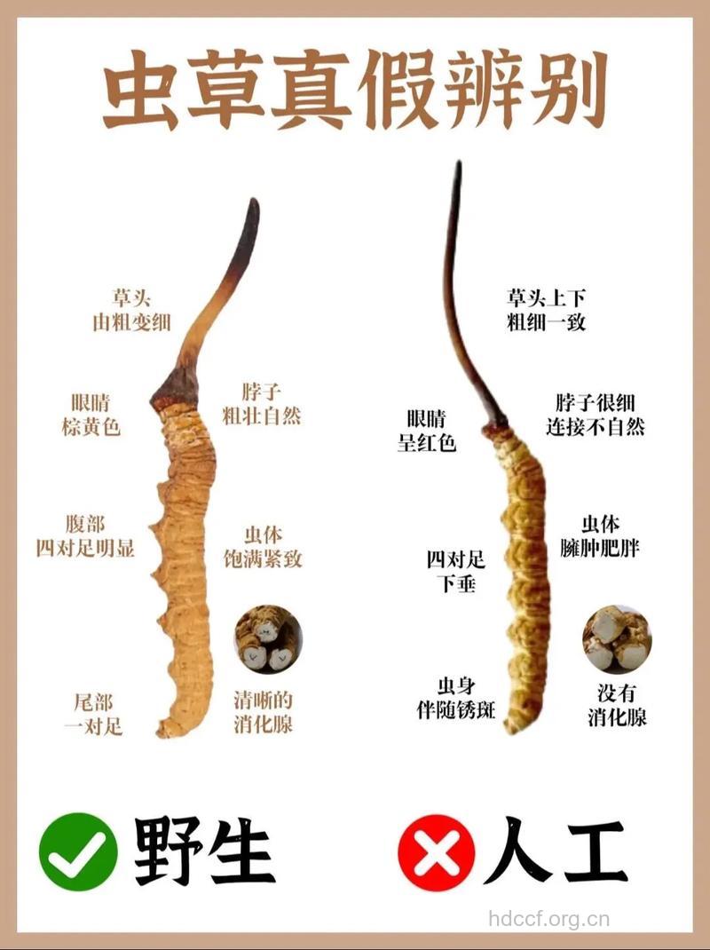怎么去辨别真假冬虫夏草