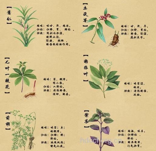 男人一生需要的中草药