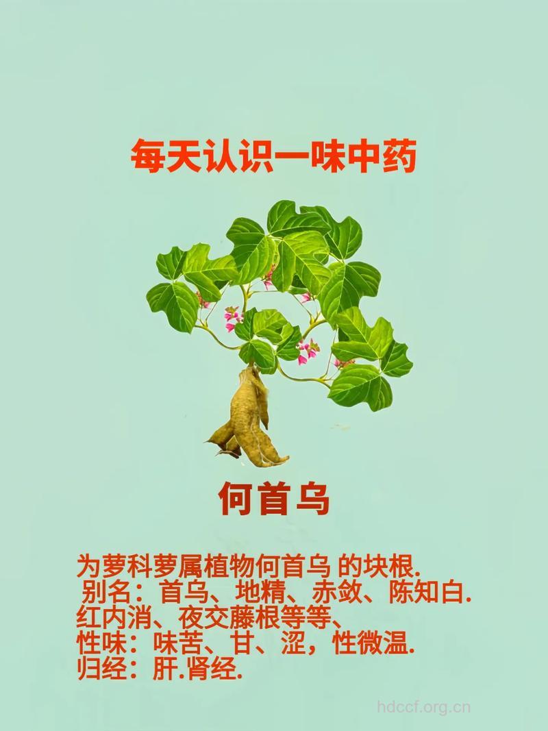 关于“何首乌”的由来