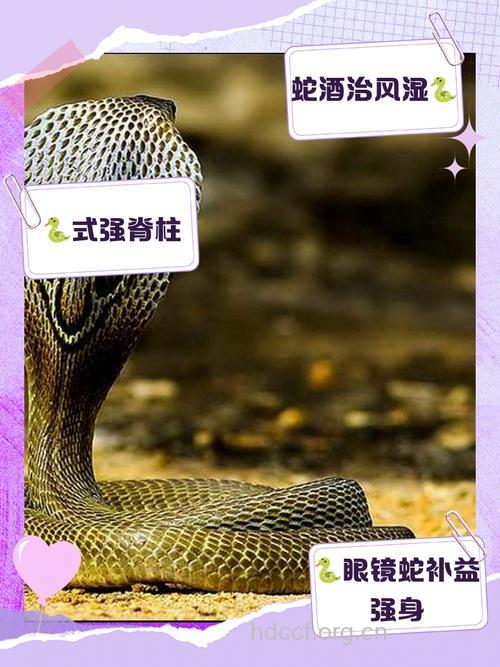 眼镜蛇的功效与作用
