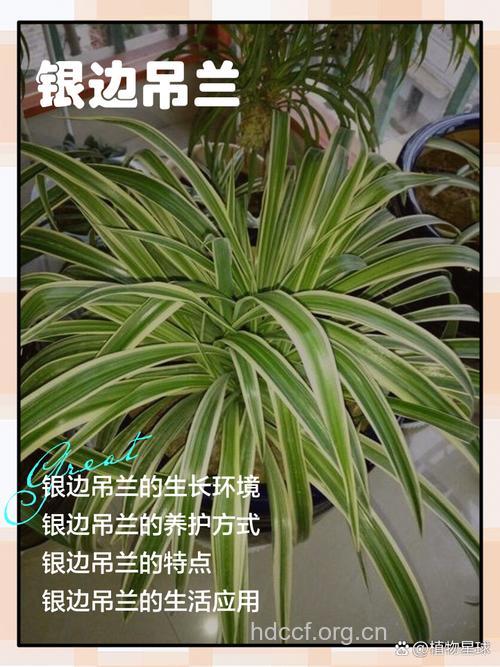 银边吊兰的功效与作用