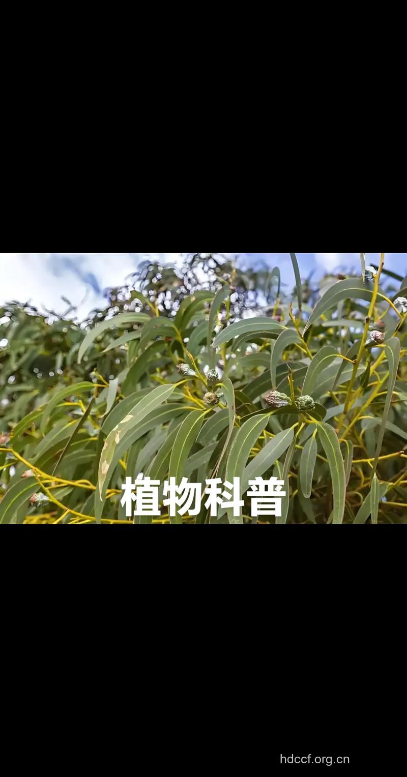 蓝桉的功效与作用