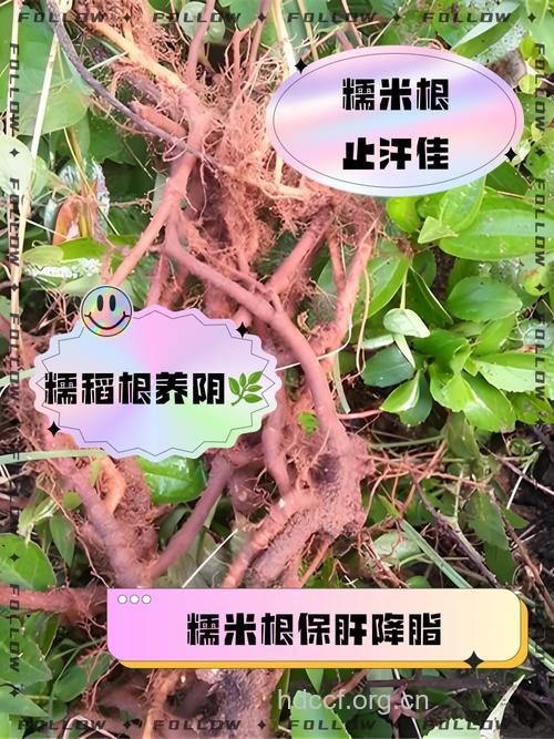 糯稻根须的功效与作用