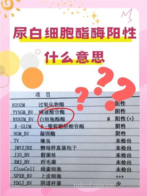 白细胞酯酶阳性是什么意思