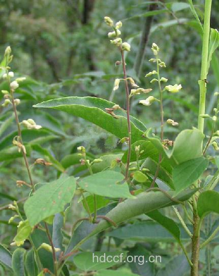 山黄豆藤的功效与作用