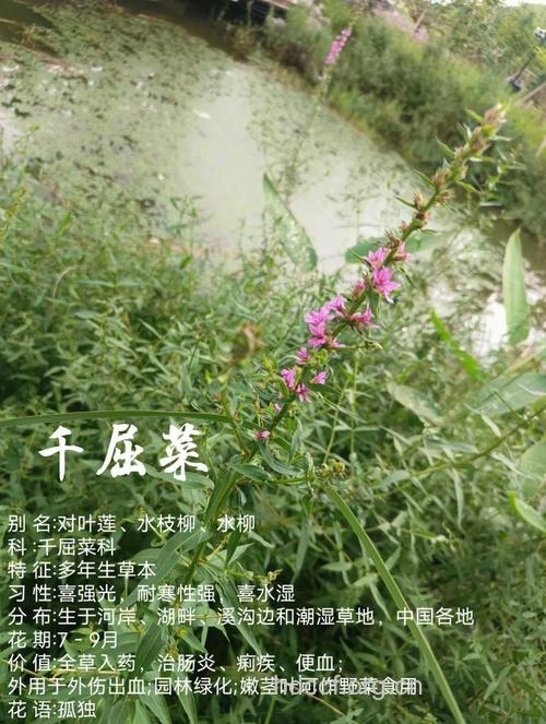 千屈草的功效与作用